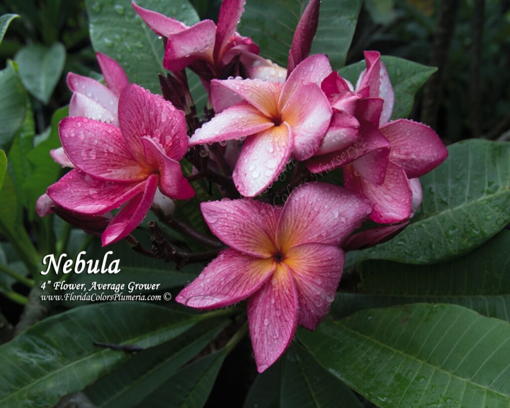 Nebula plumeria photo