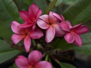 Nebula plumeria photo