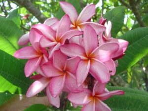 Negril plumeria photo
