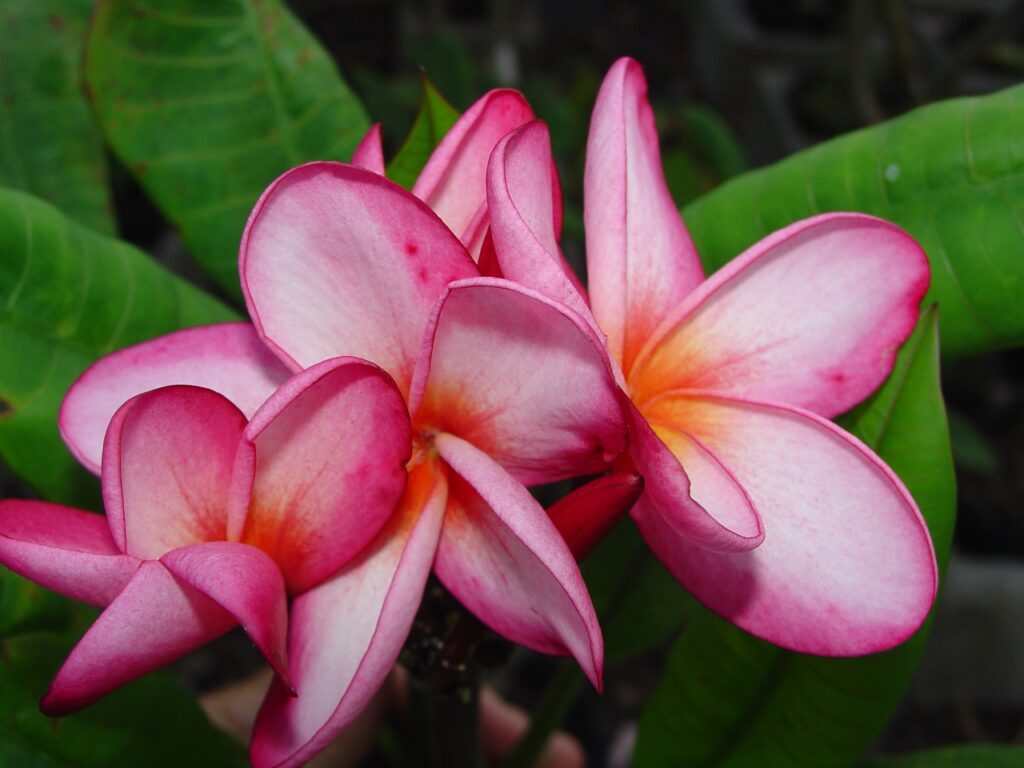 Negril plumeria photo