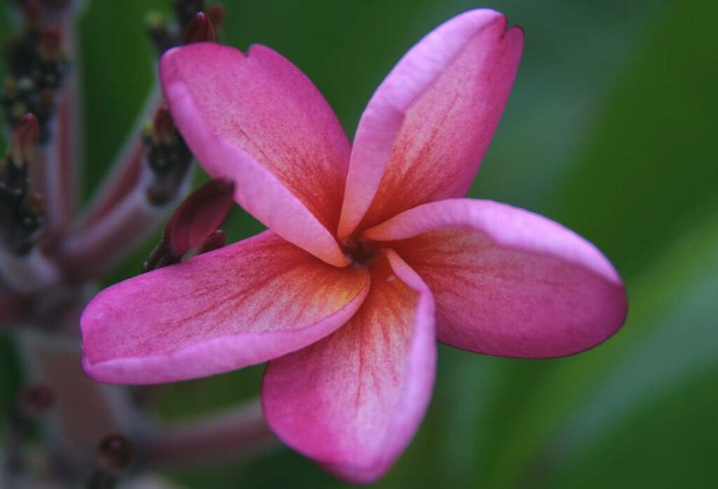 Negril plumeria photo