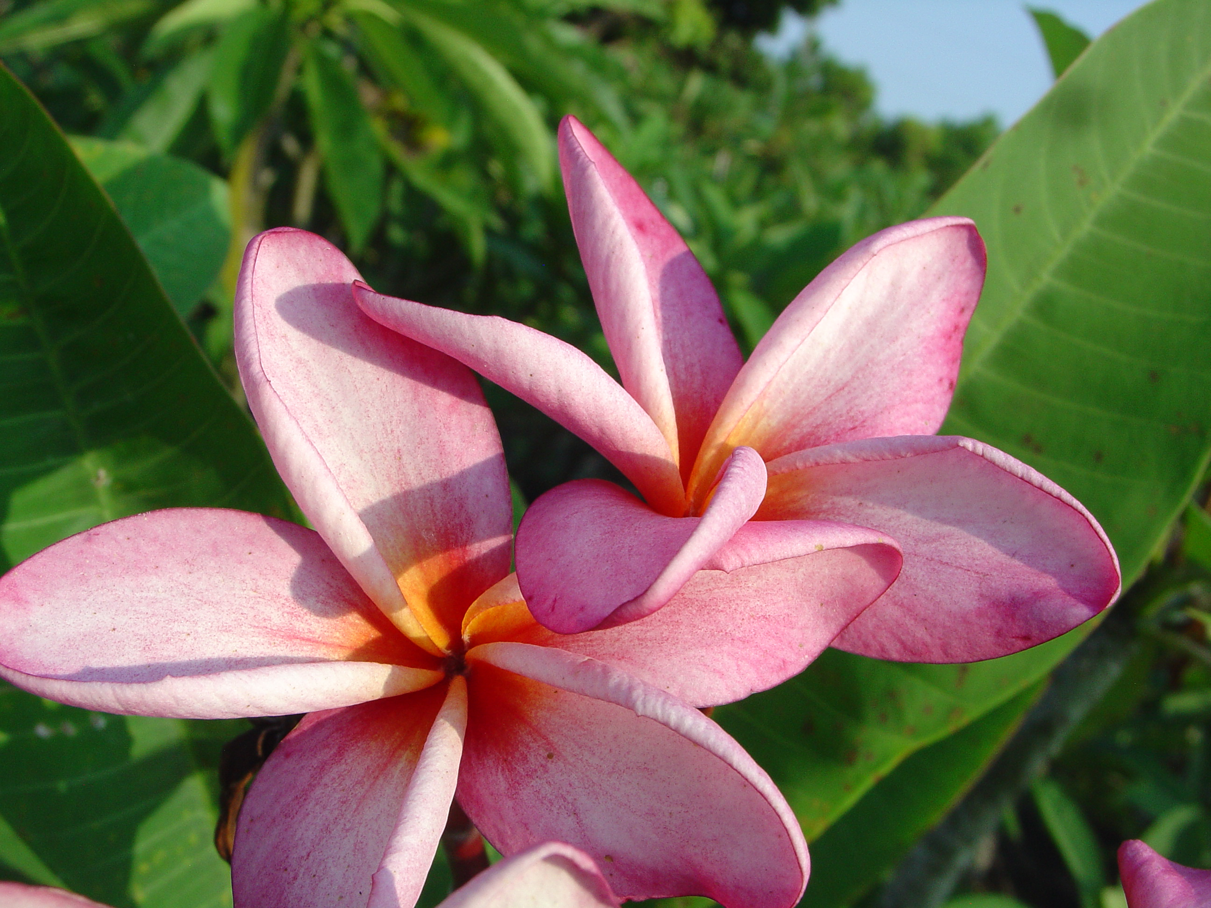 Negril plumeria flower