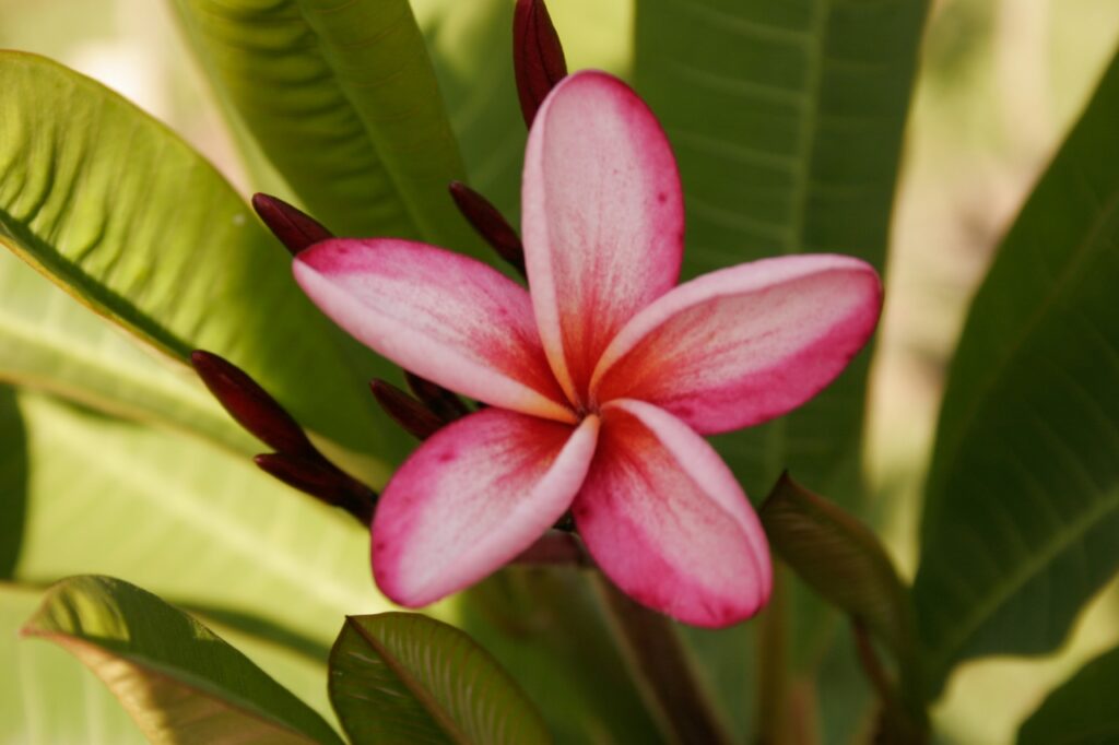 Negril plumeria photo