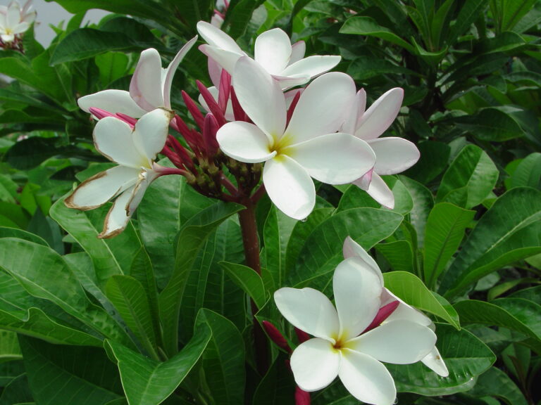 New Srisuprakorn Thai plumeria flower