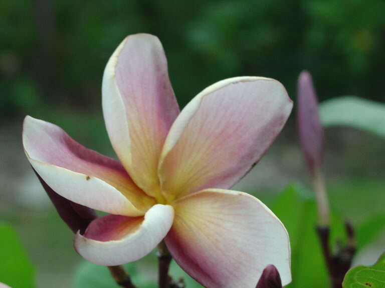 New Violet plumeria photo