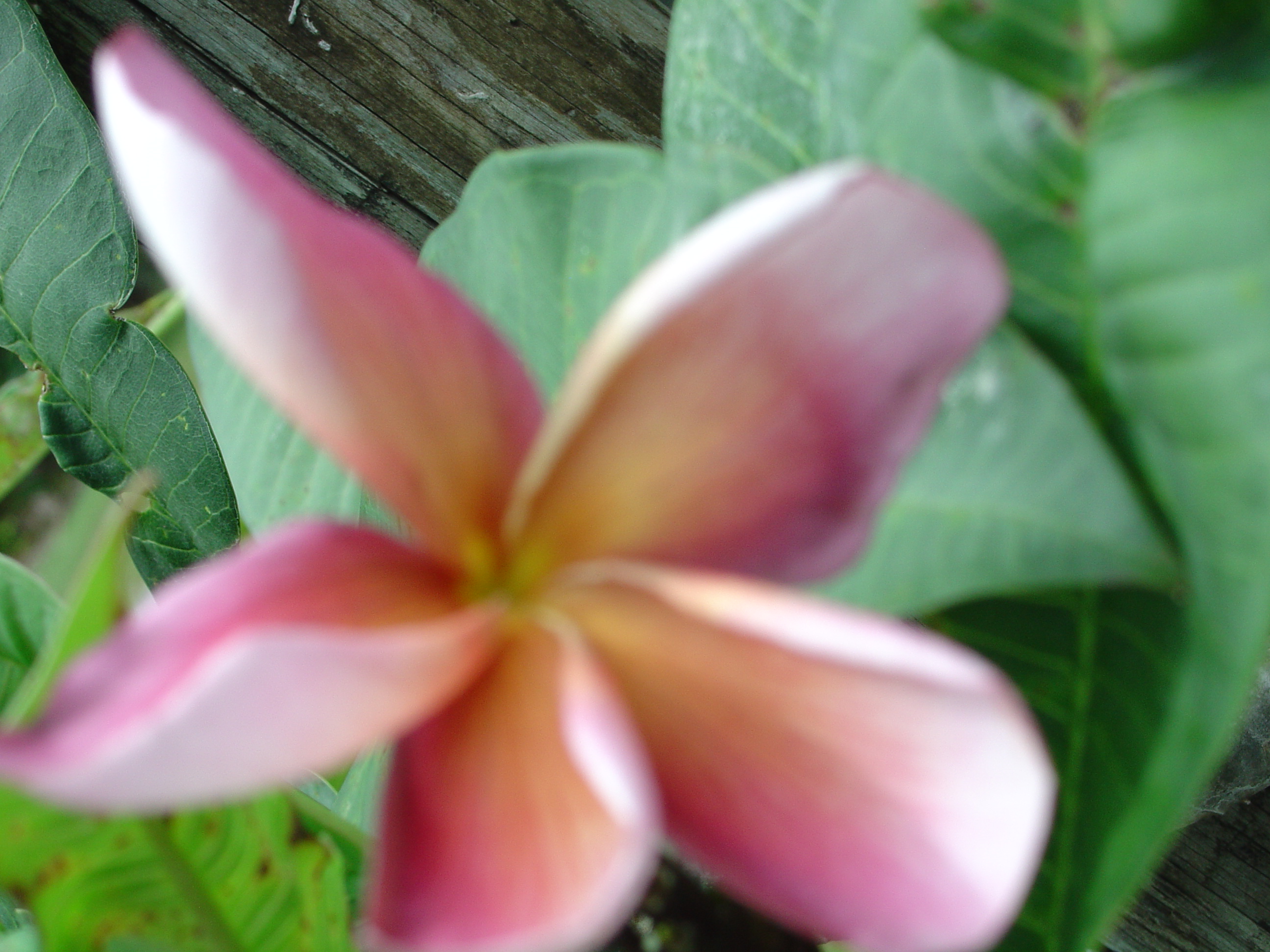 New Violet plumeria photo