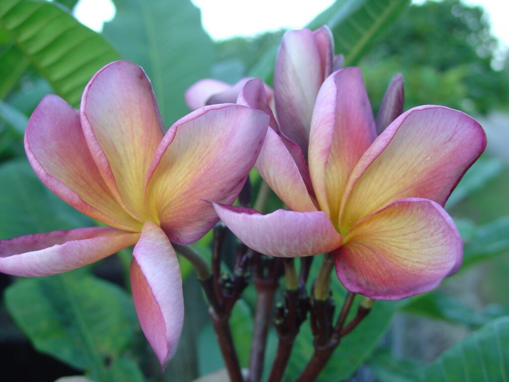 Cherokee Geisha plumeria photo