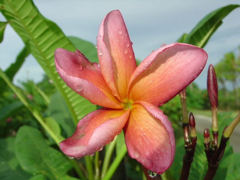 Cherokee Geisha plumeria photo