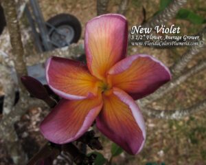 Cherokee Geisha plumeria photo
