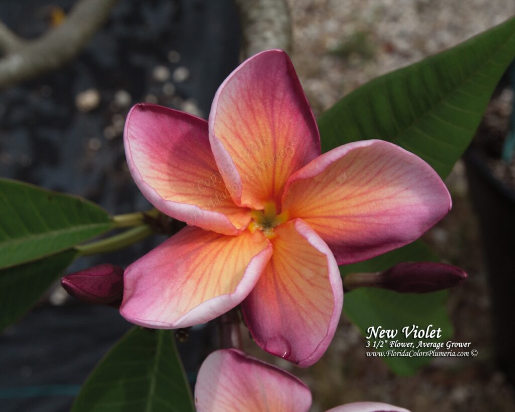 Cherokee Geisha plumeria photo