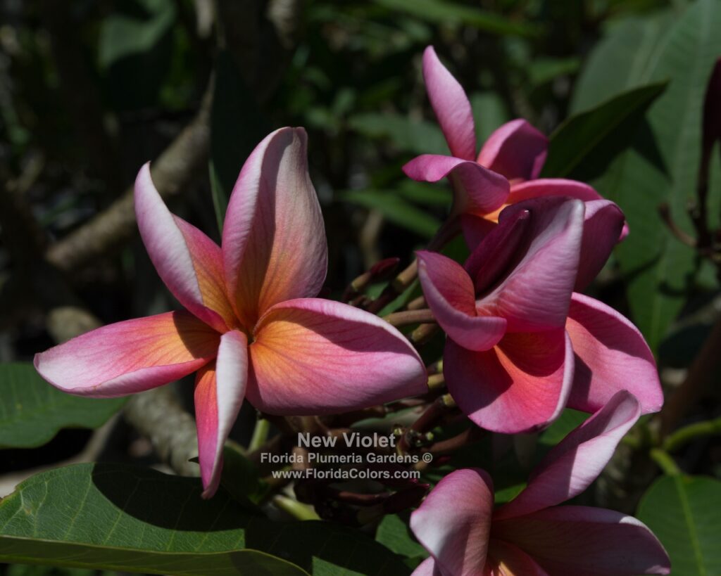 Cherokee Geisha plumeria photo