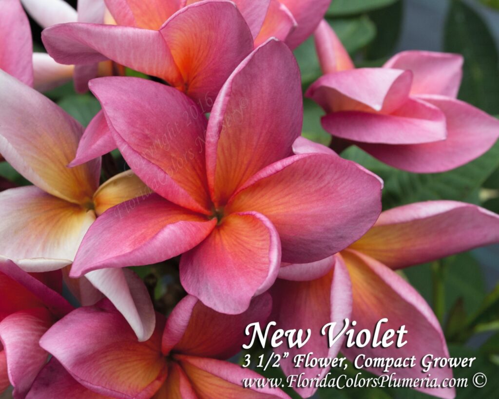 Cherokee Geisha plumeria photo