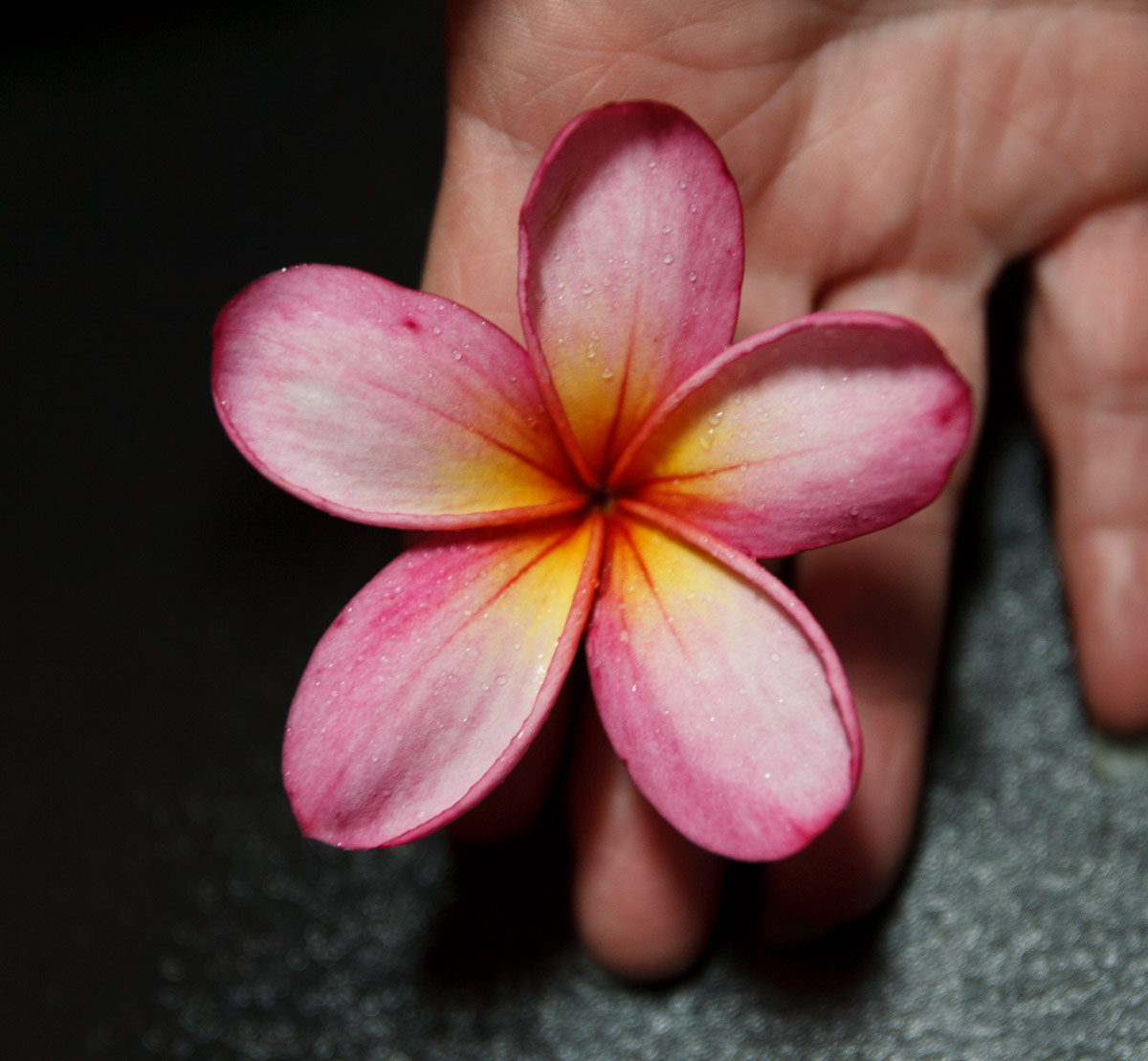Texas Fiesta plumeria photo