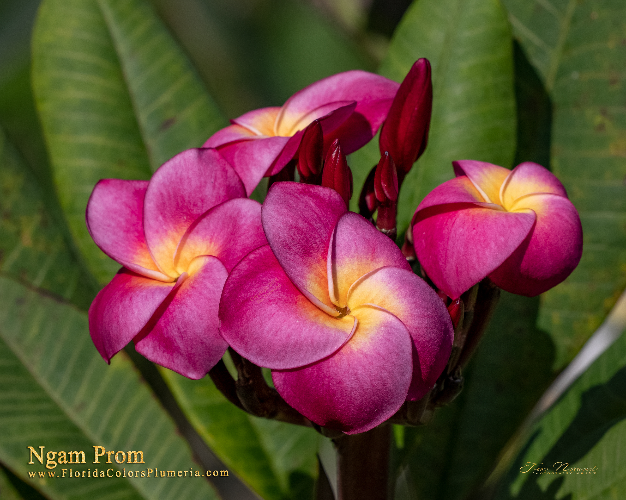 Ngam Prom plumeria photo