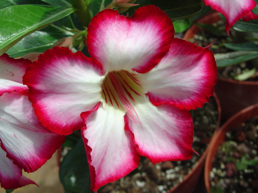 Concubine plumeria photo