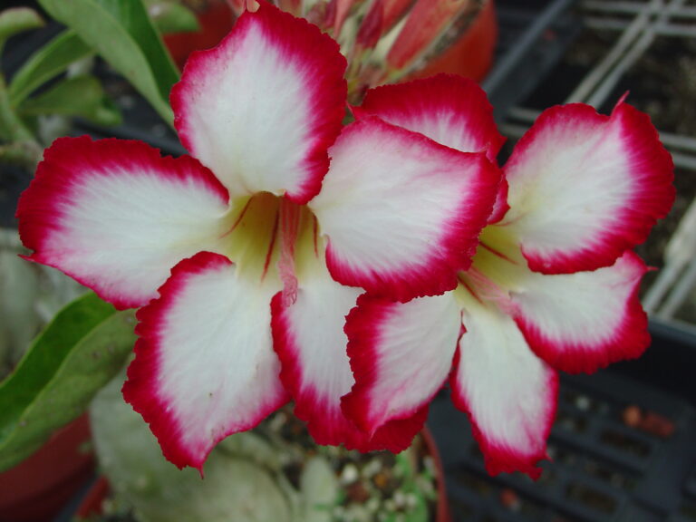 Concubine plumeria photo