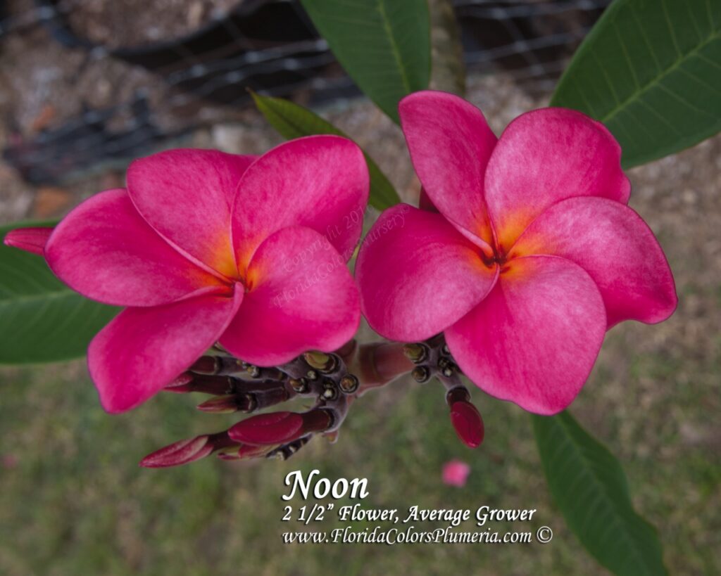 Noon plumeria photo