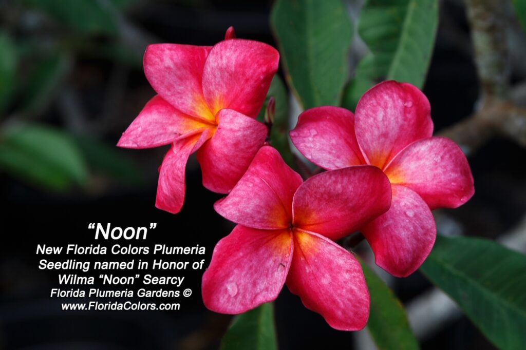 Noon plumeria photo