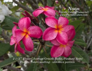 Noon plumeria photo