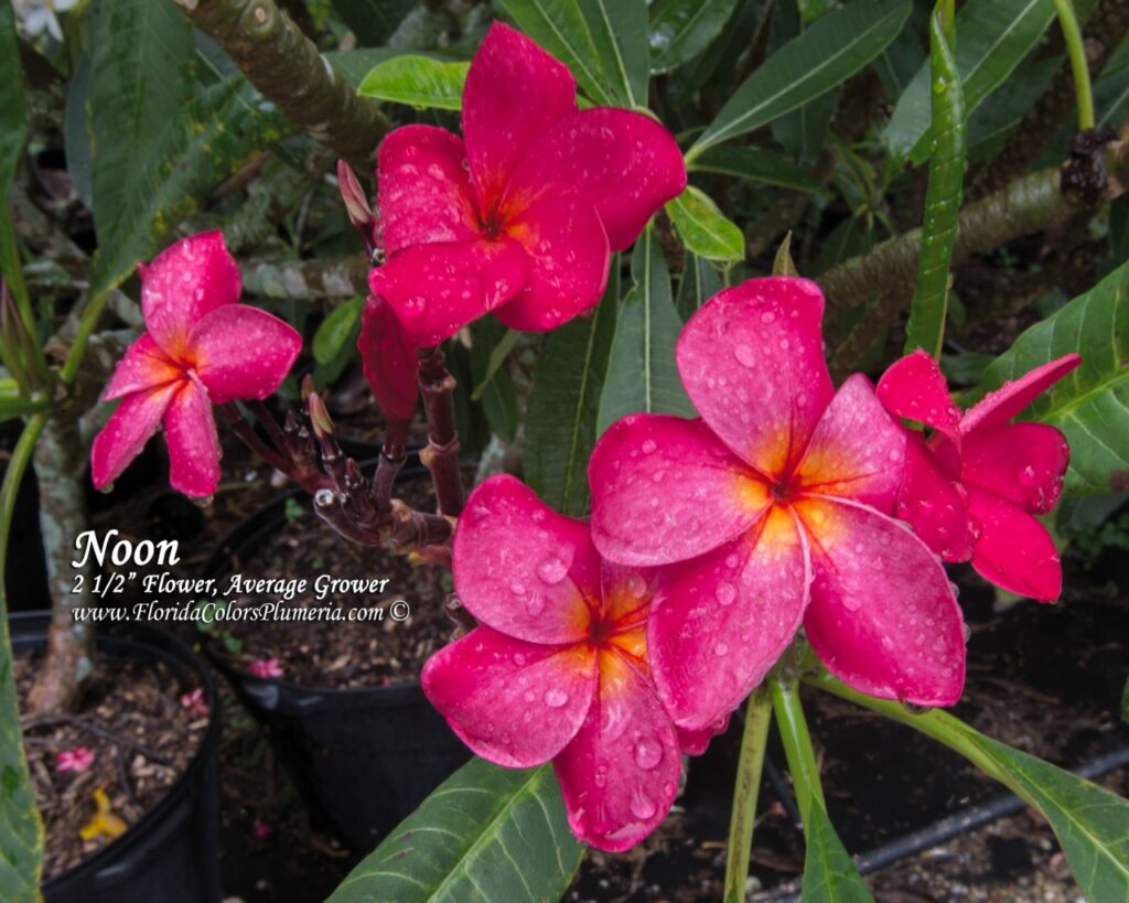 Noon plumeria photo
