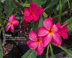 Noon plumeria photo