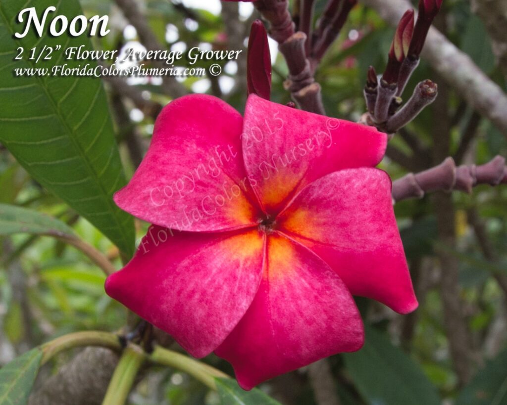 Noon plumeria photo
