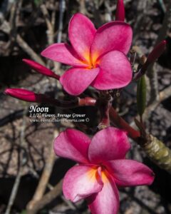 Noon plumeria photo