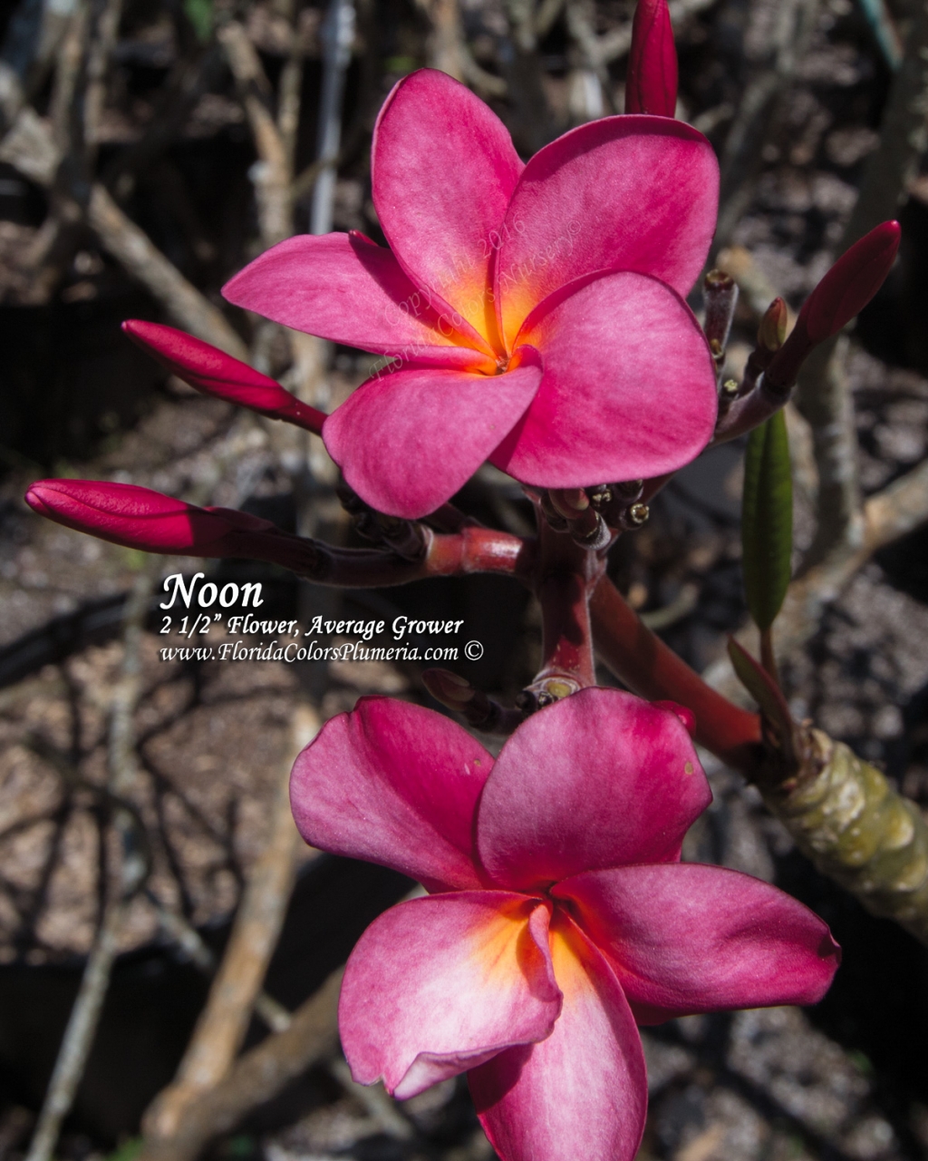Noon plumeria photo