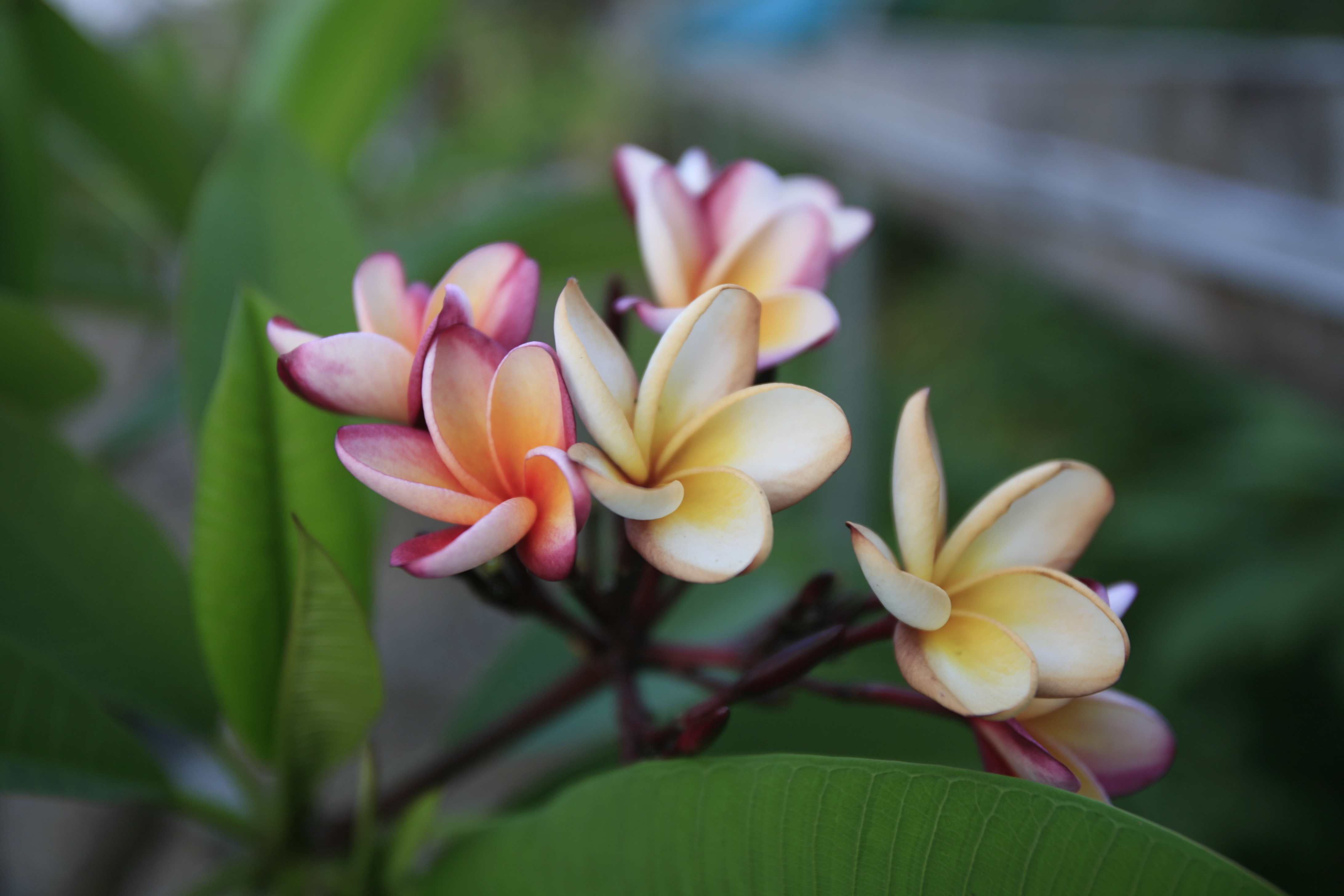 Norma Barber plumeria photo