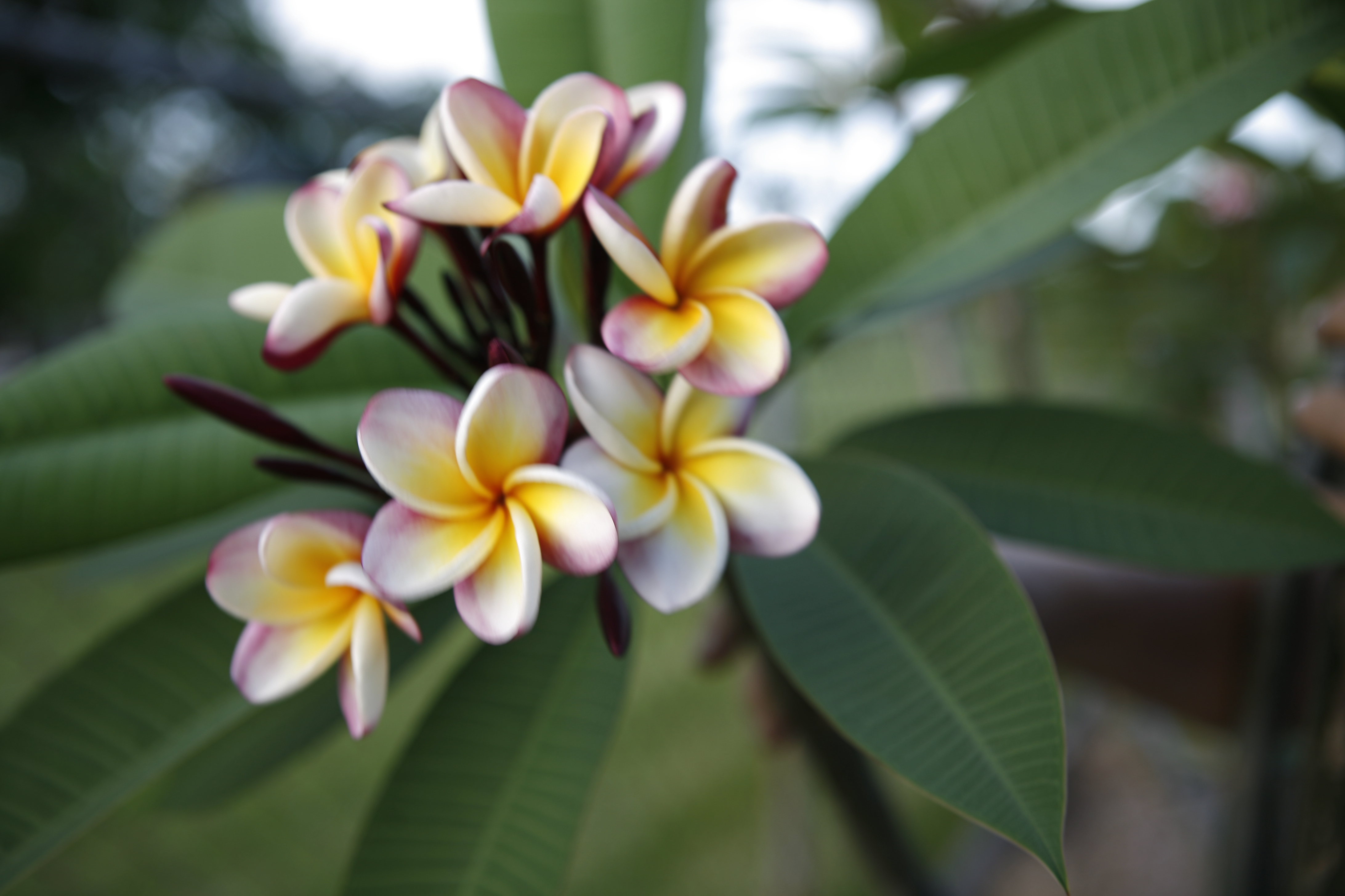 Norma Barber plumeria photo