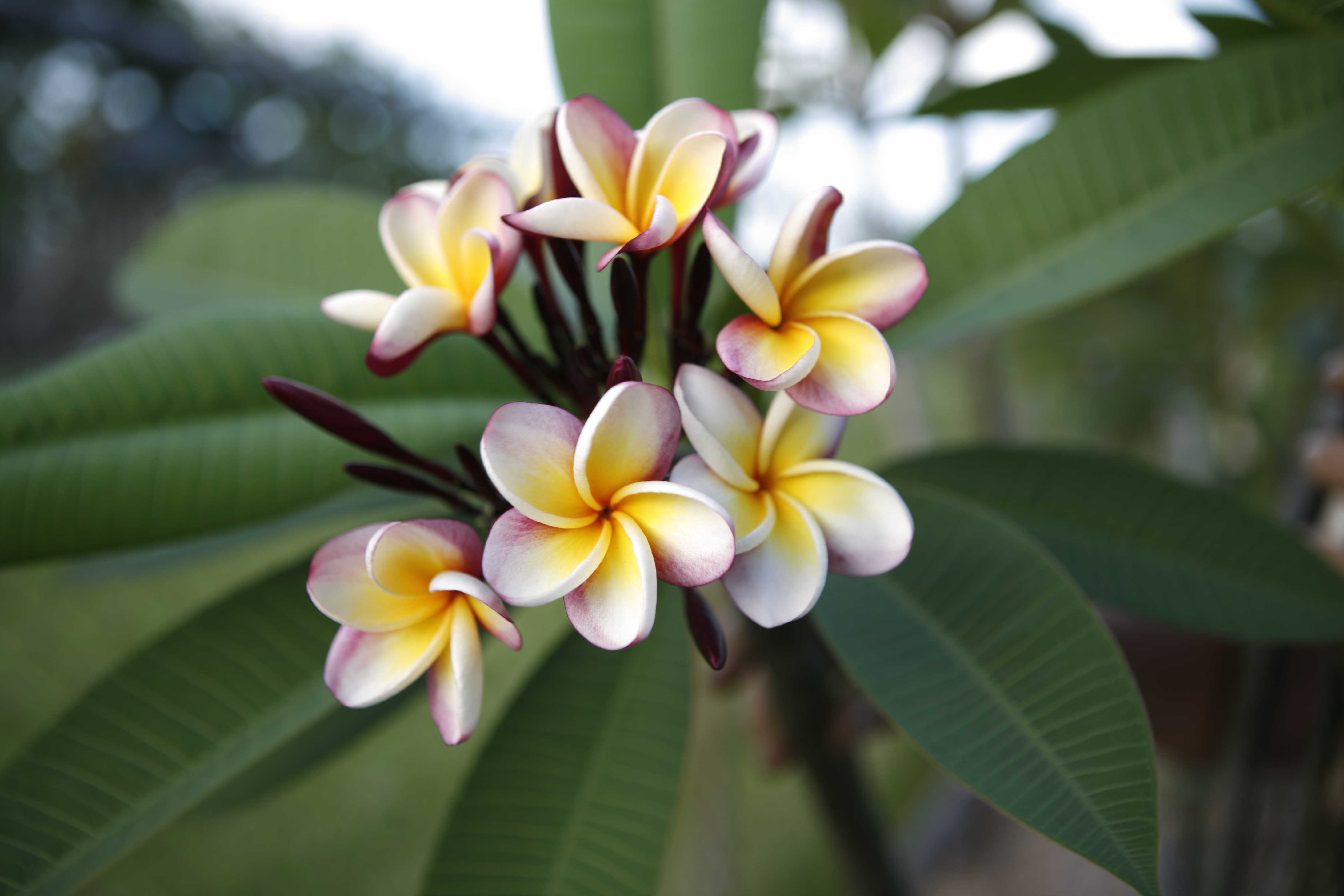 Norma Barber plumeria photo