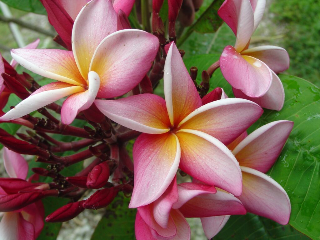 Normie plumeria photo