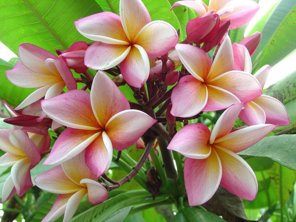 Normie plumeria photo