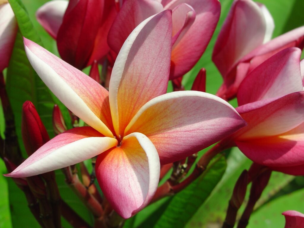 Normie plumeria photo
