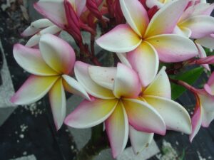Normie plumeria photo