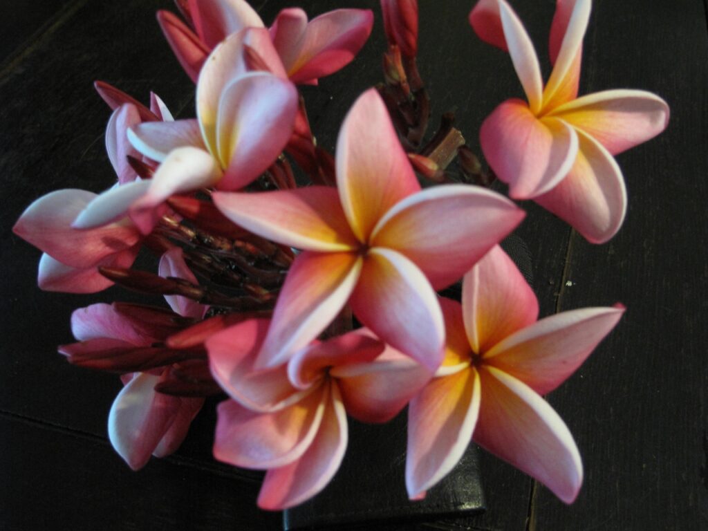 Normie plumeria photo