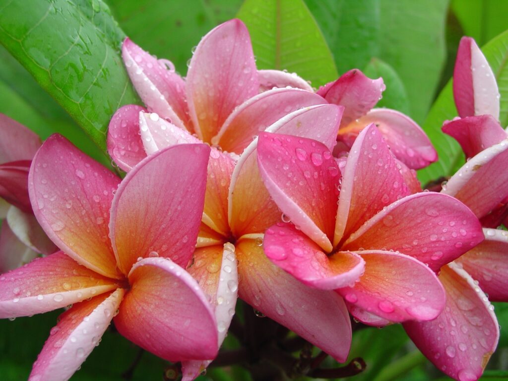 Normie plumeria photo