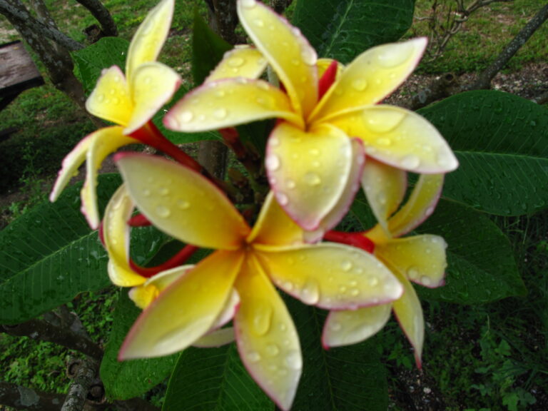 Novelty plumeria photo