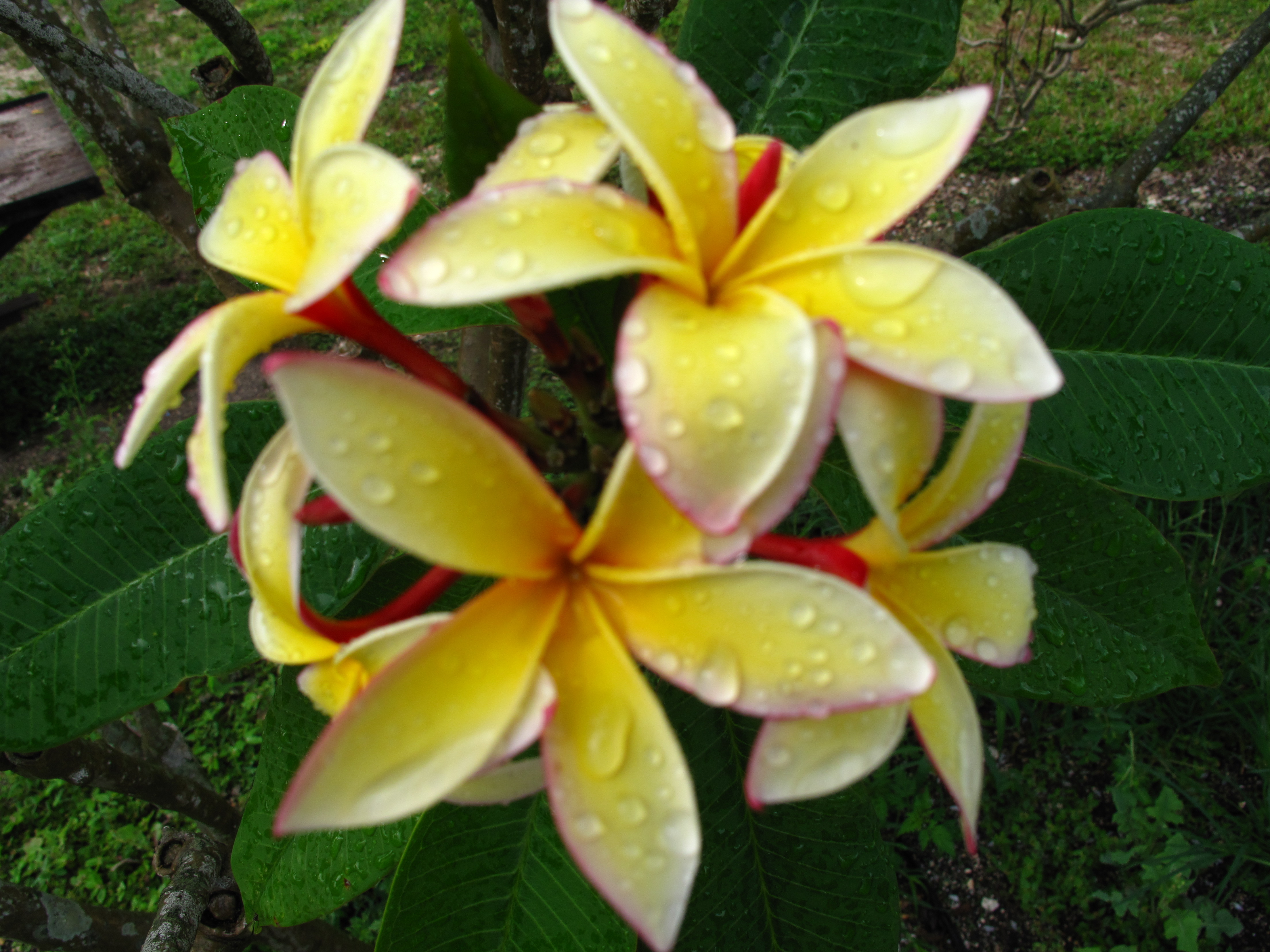 Novelty plumeria photo