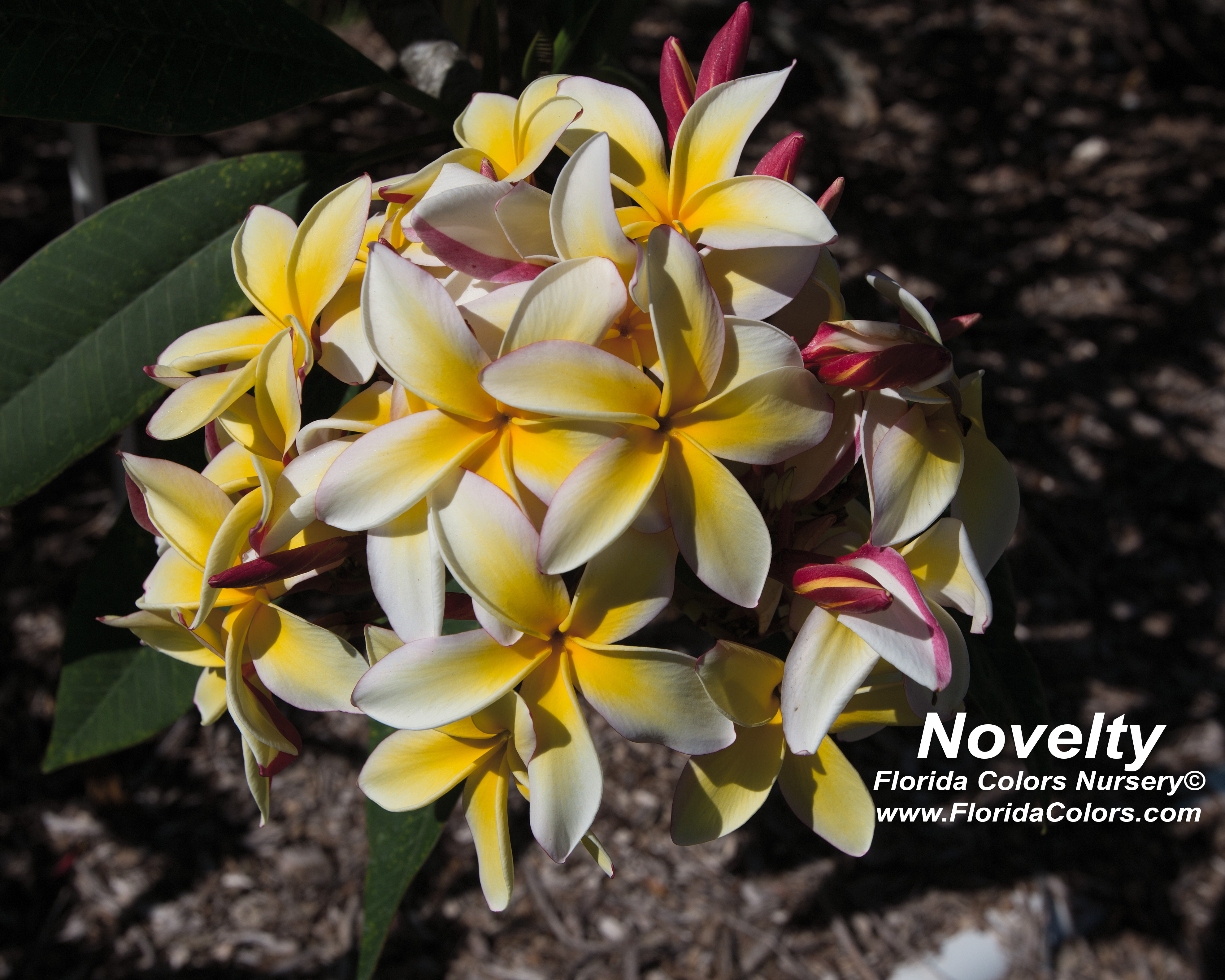 Novelty plumeria photo