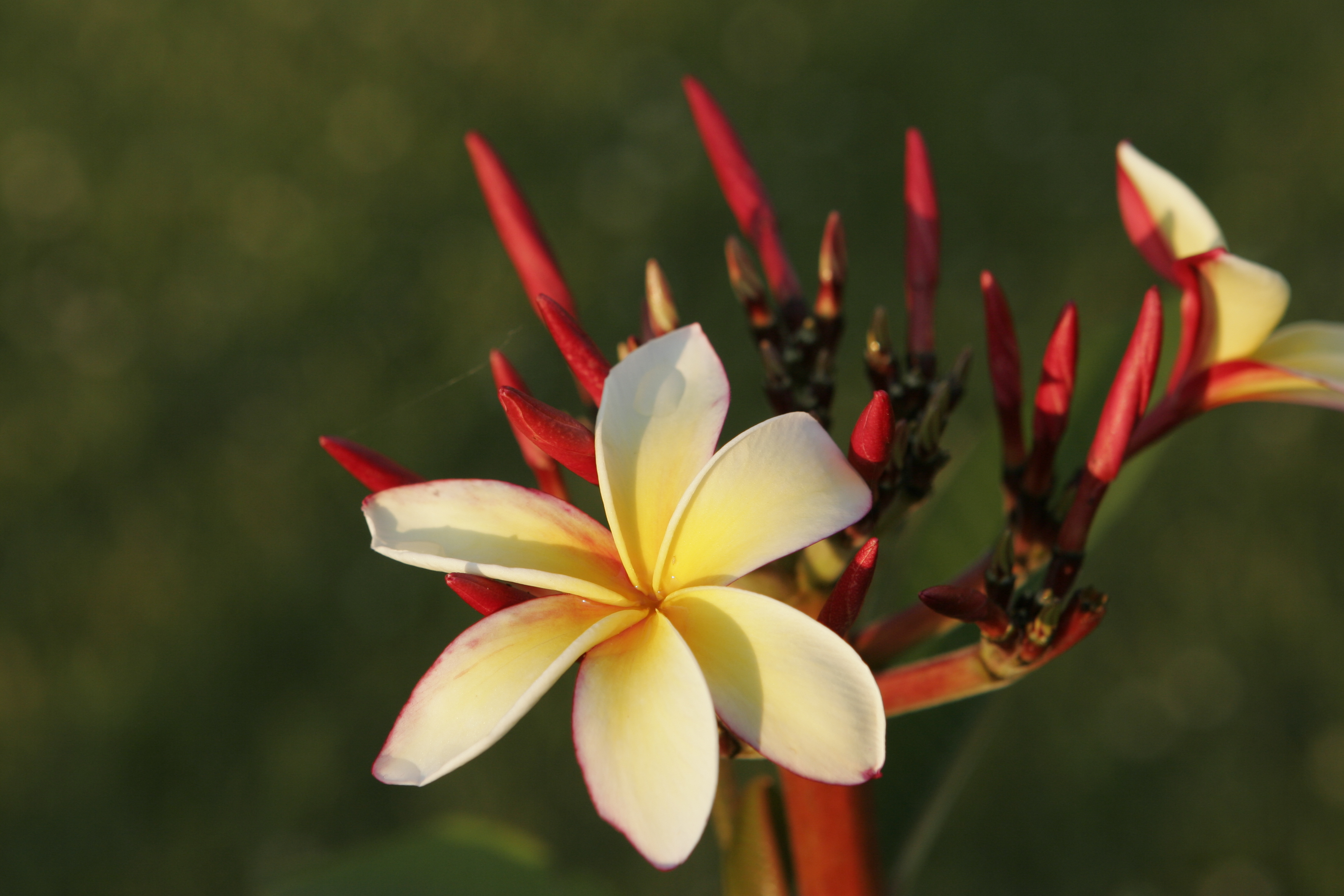 Novelty plumeria photo