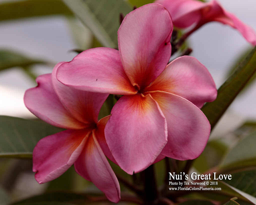 Great Love plumeria photo