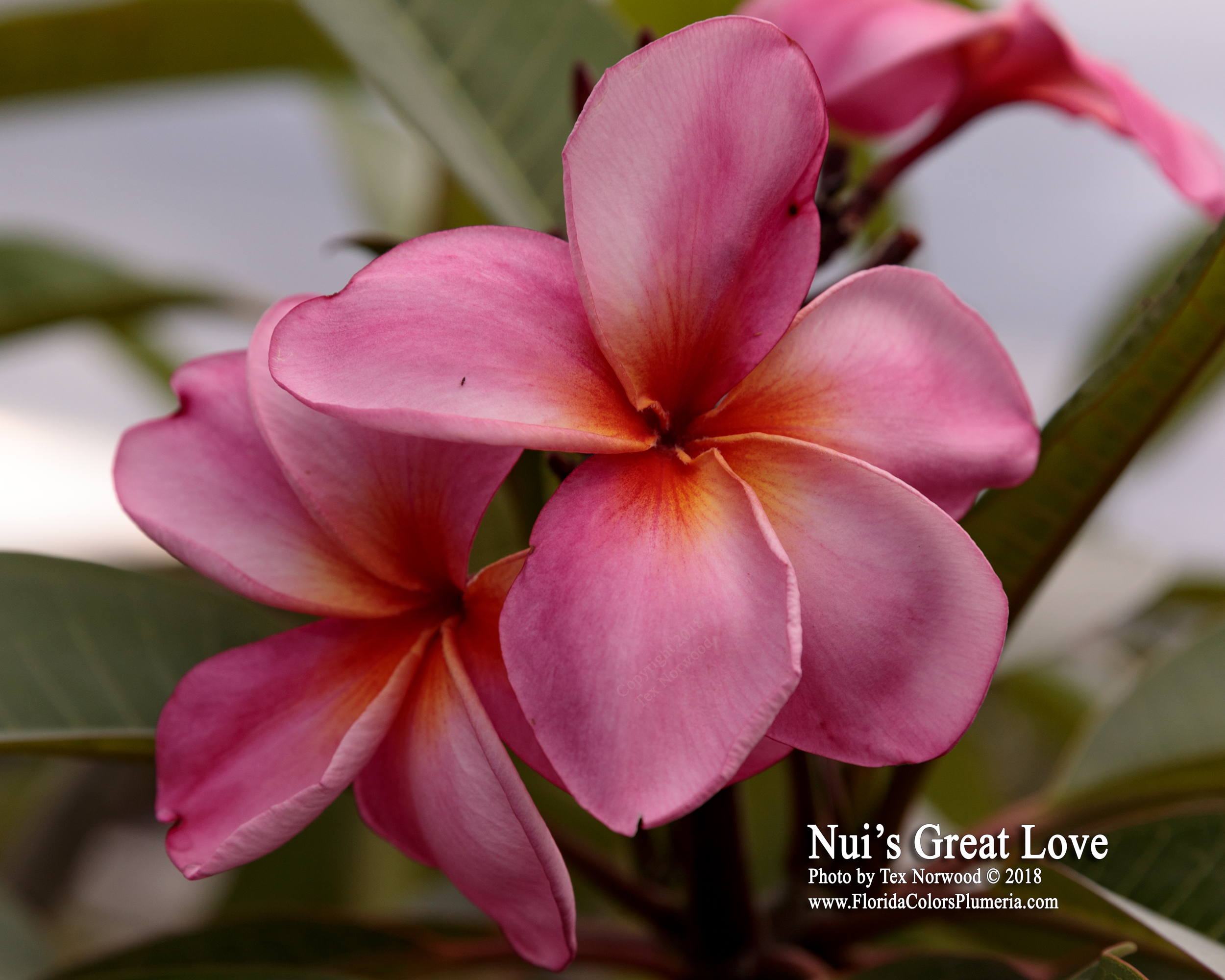 Great Love plumeria photo