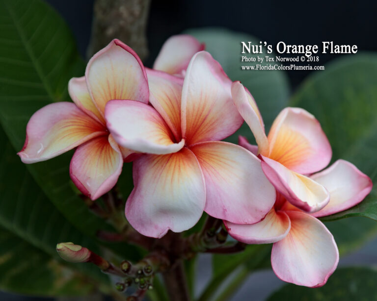 Orange Flame plumeria photo
