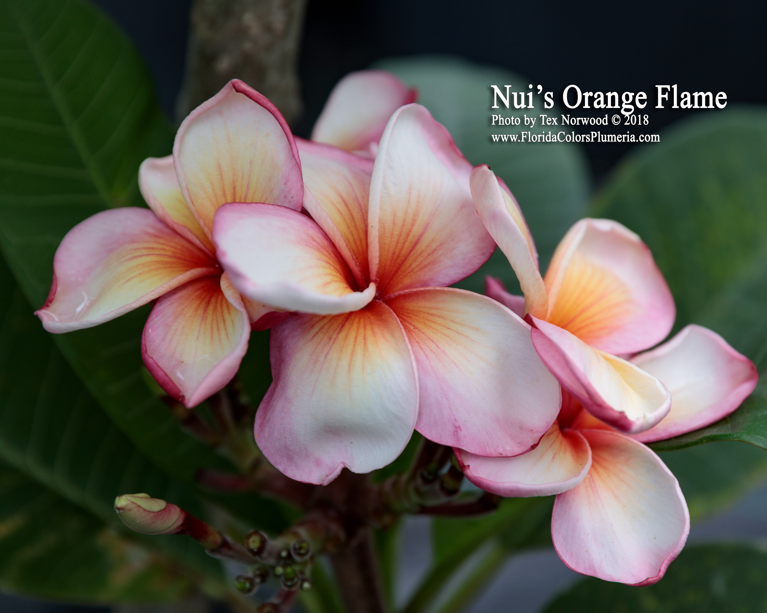 Orange Flame plumeria photo