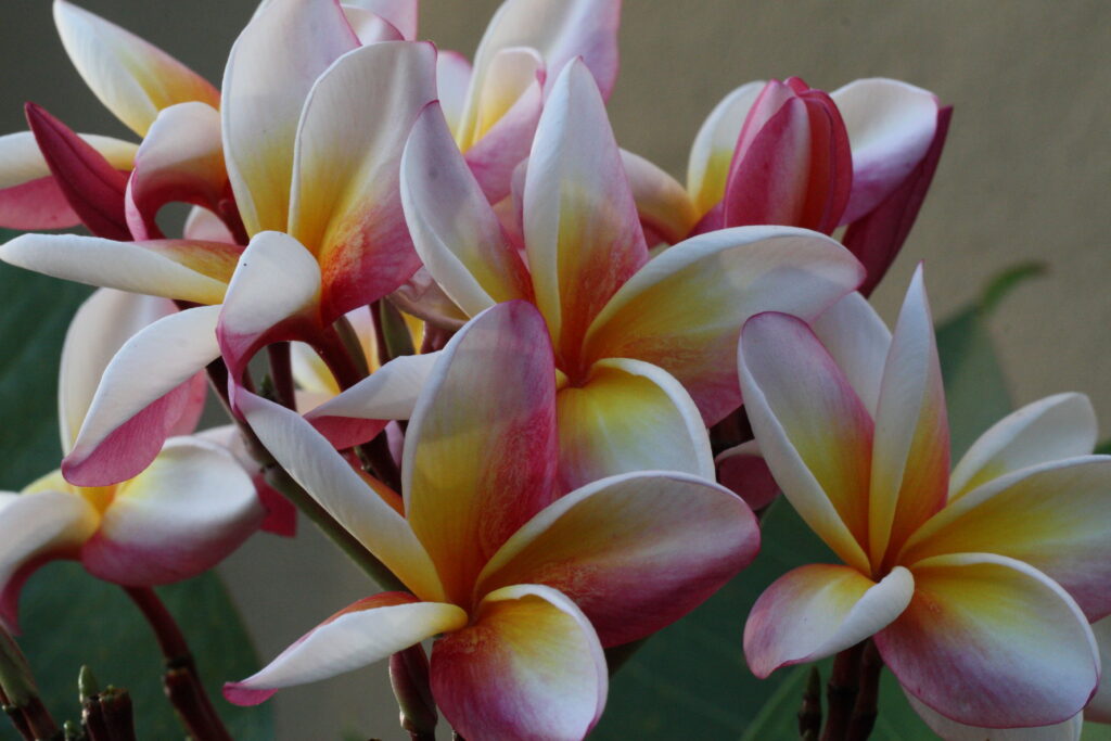 Renaissance plumeria photo