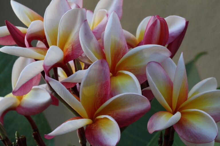 Renaissance plumeria photo