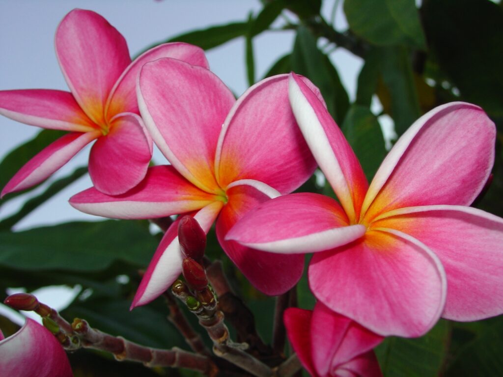 Okeechobee Pink plumeria photo