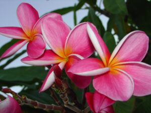 Okeechobee Pink thumbnail