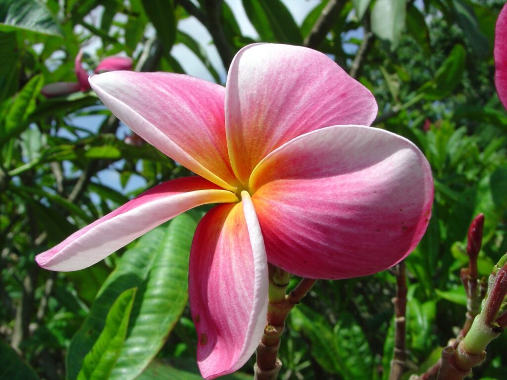 Okeechobee Pink plumeria photo